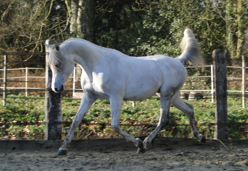 ETALONS ARABES PERFORMERS ENDURANCE  Dsc03210