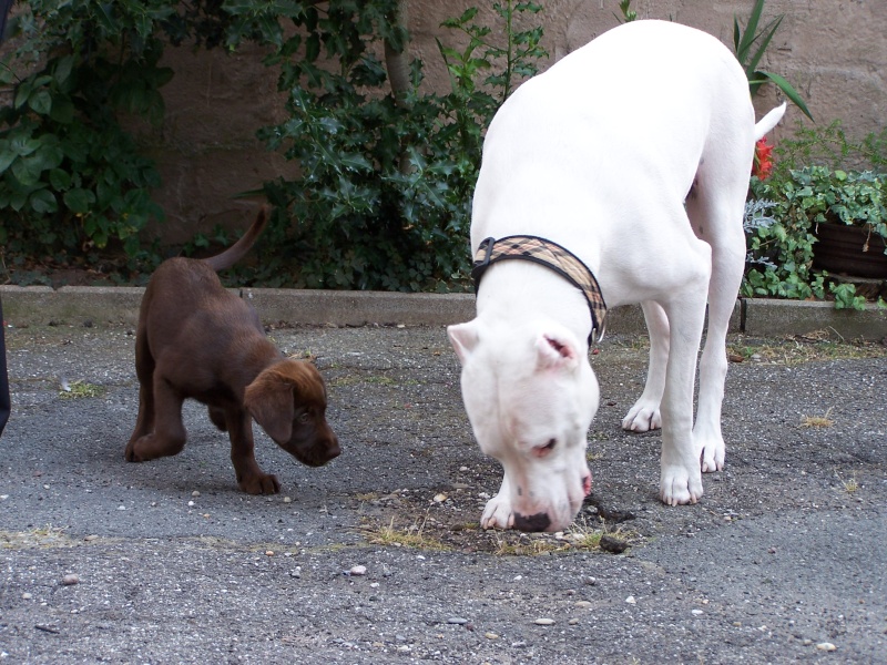 "Nos chiens calins" sont pas des monstres! 100_0010