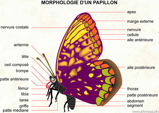 le papillon Papill10