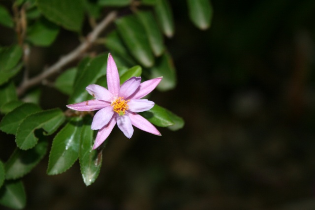 Quelques fleurs après la pluie Grewia10