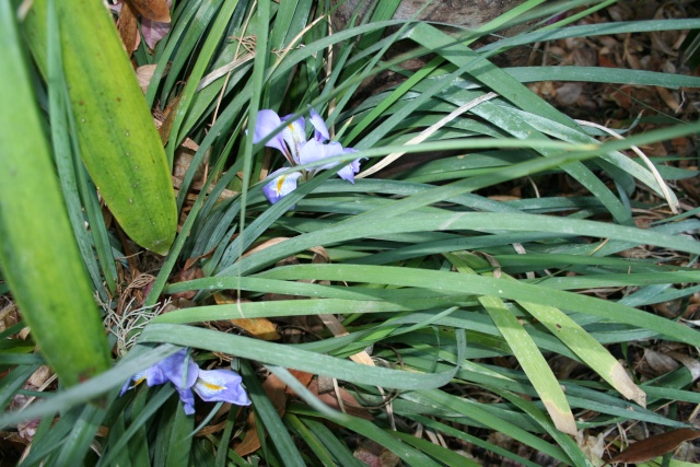 Iris unguicularis, autre fleur de saison Iris_i12