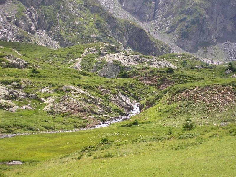 Grenouilles dans les Alpes Françaises Photos15