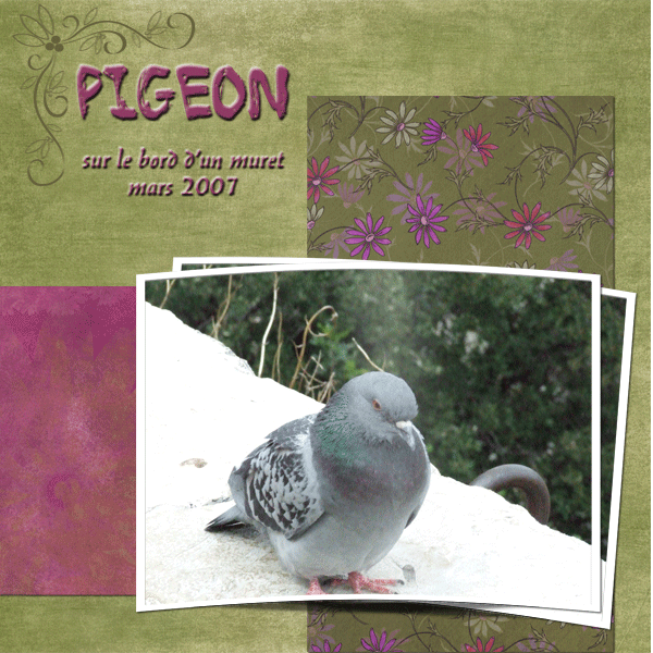 Sketch 12 - 1 photo - Page 4 Pigeon11