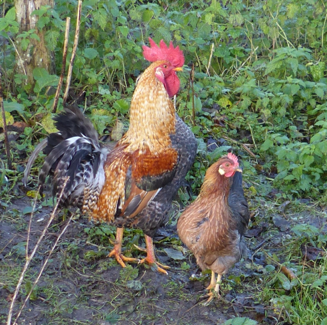 Poussins en couveuse P1380810