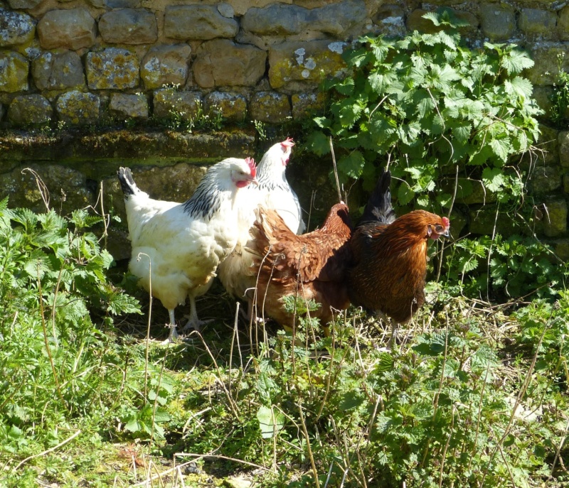 Presentation de mes poules P1790414