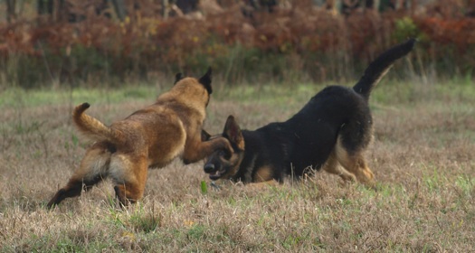 Erine de Karysha dite Eaven (Malinois) - Page 5 610