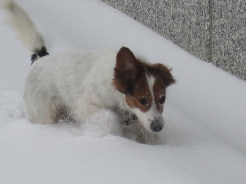 Les chiens et la neige  Img_3327