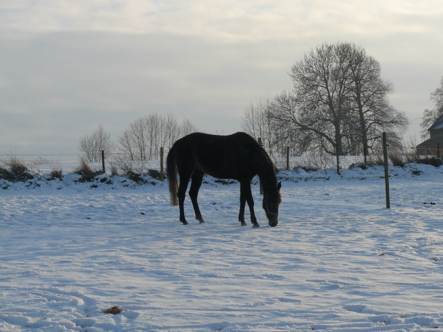 Il neige !!! - Page 5 P1160112