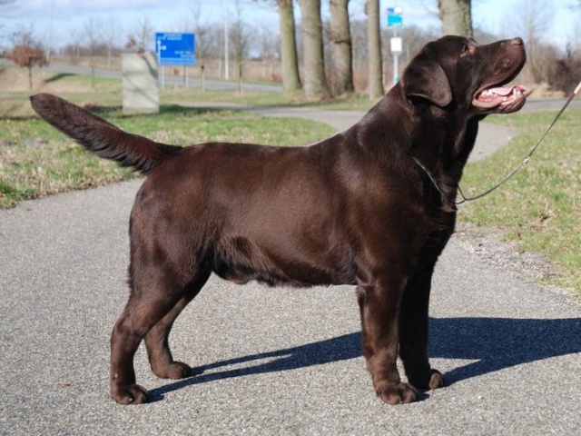 Chiot labrador Chocolat Colin310