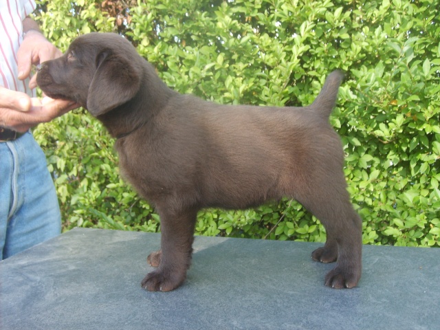 Chiot labrador Chocolat Noir2012