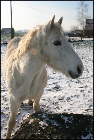 Mes gros dans la neige!! nouvelles photos!!! Modif_62