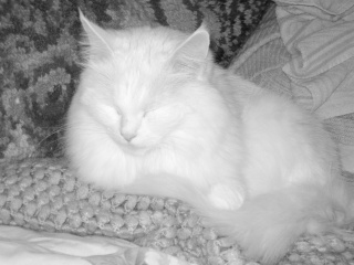 Pour les fan de chats ^^ - Page 2 Img_5411