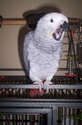 vend cage Photo_12