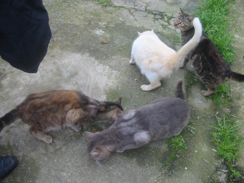 Accueil urgent pour 50 chats en danger Nahia_16