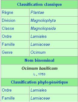 Le basilic Basili11