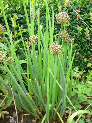 La ciboule Ciboul10