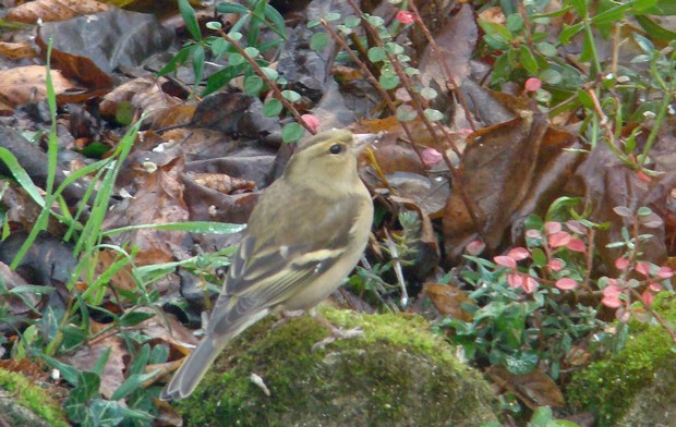 oiseaux et balade en forêt 41220012