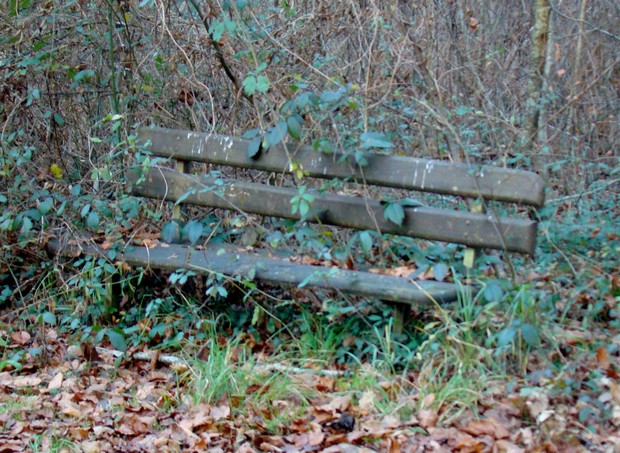 sous bois cet aprés midi  28 novembre Matier13