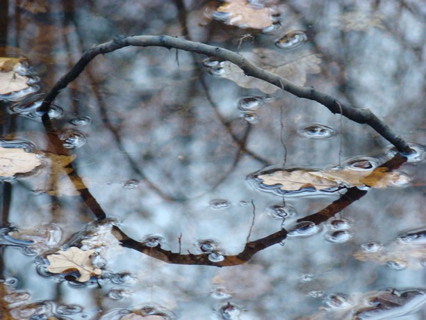 sous bois cet aprés midi  28 novembre Matier16