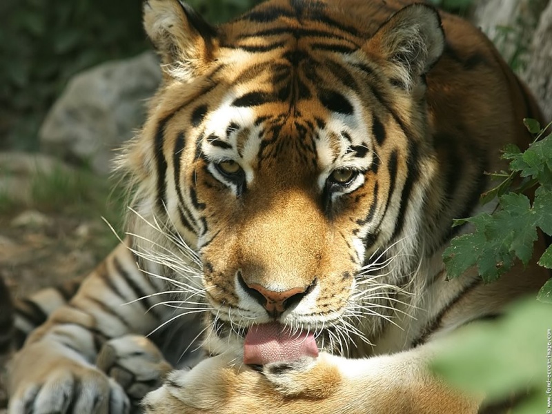 la plus belle photos de tigres Tigre_14
