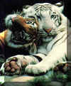 la plus belle photos de tigres Tigre_15