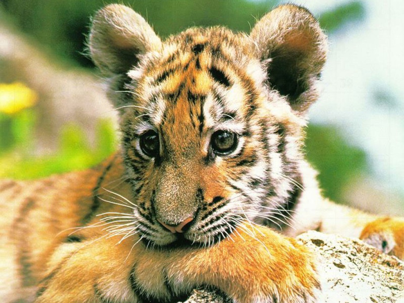 la plus belle photos de tigres Tigre_16