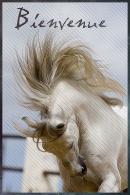 .¤°¤. Le Haras Du Colibri.¤°¤.