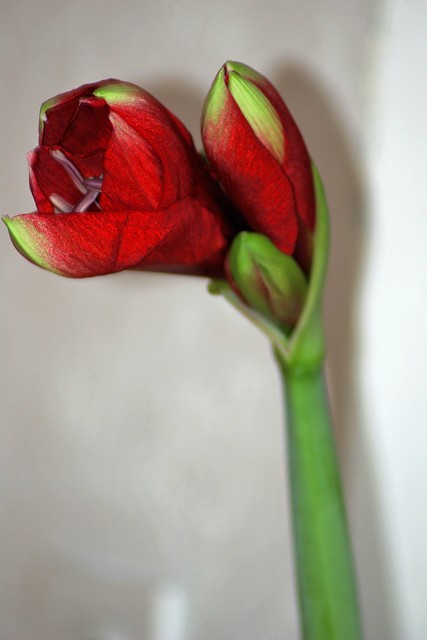 Amaryllis 30_nov12