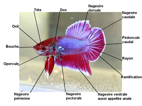 Nano cube 10L de mon betta. Anatom10