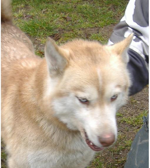 superbe femelle husky rousse et blanche aux yeux bleu 4 ans Toise_10