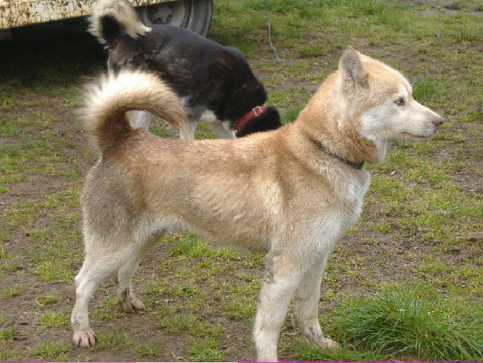 superbe femelle husky rousse et blanche aux yeux bleu 4 ans Toise_12