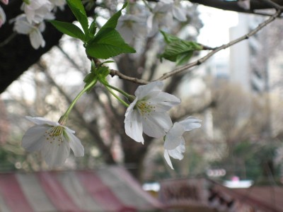 Floraison prcoce des cerisiers 20060410