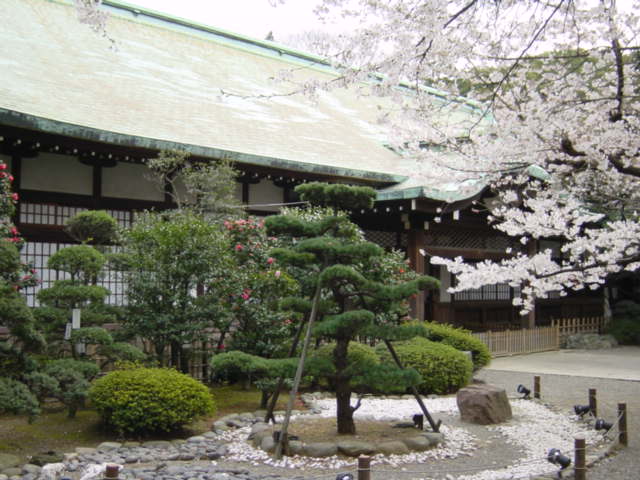 Floraison prcoce des cerisiers Yasuku11