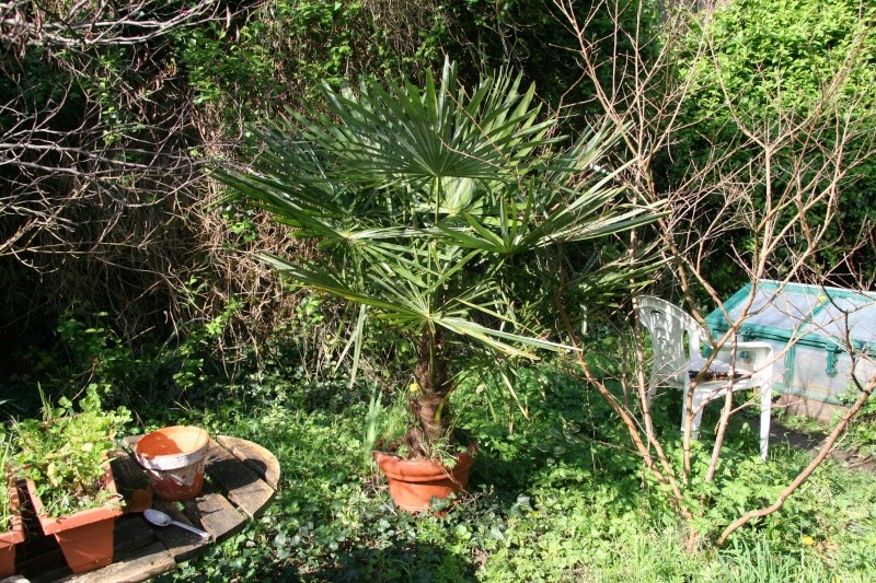 Trachycarpus fortunei Palmie17