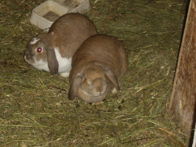 2 lapines bélier à vendre Ssa41111