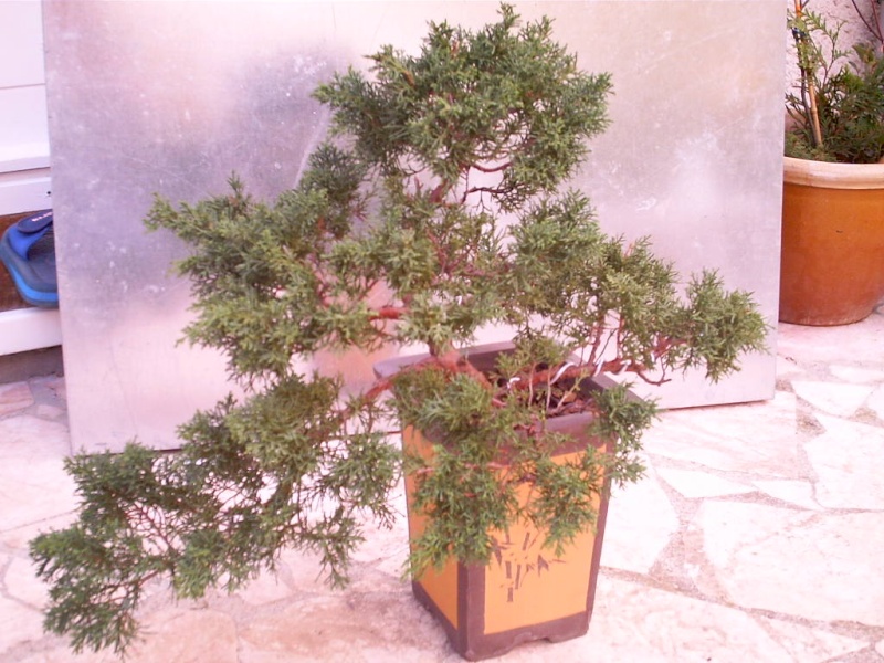 juniperus chinensis a former Bonsai12