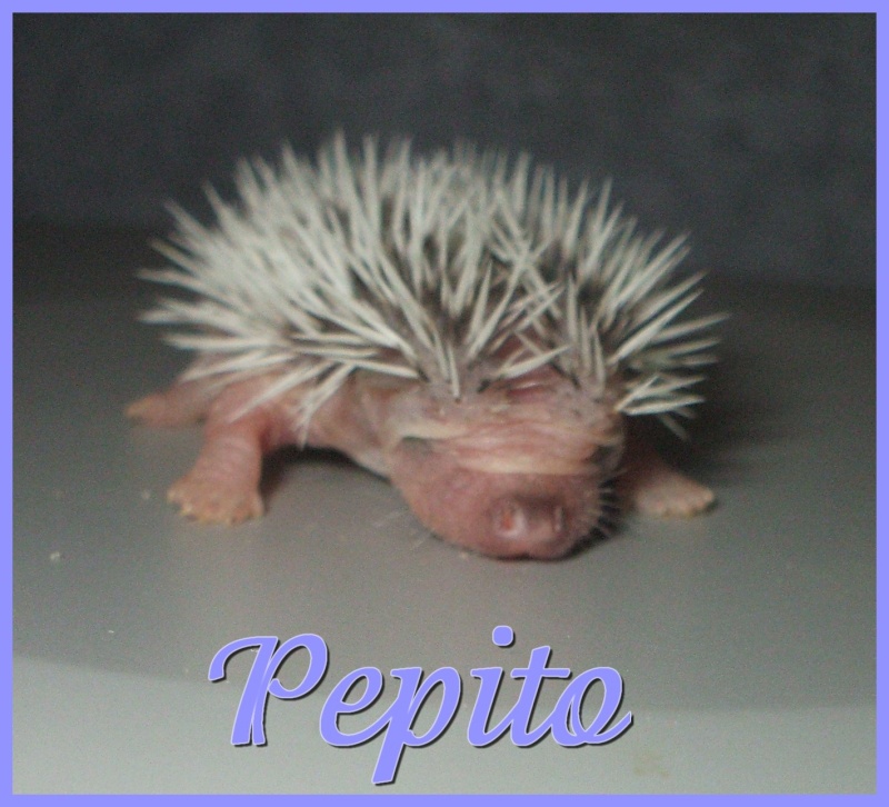 Voici le frère Jumeau de Lolita !Le petit et la grosse! Pepito10