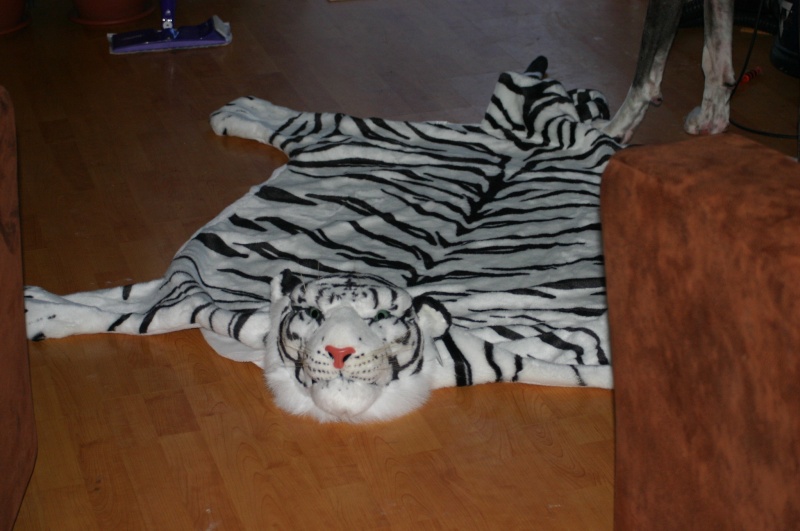 tigre de sibérie Photo_43