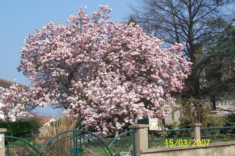 Particularit du climat 2007 Fleura10