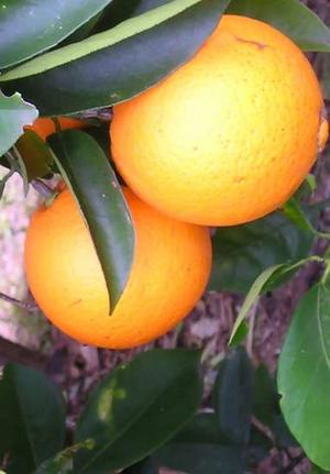 الفوائد الصحية للمنتجات الطبيعية Orange10
