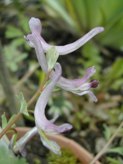 graines de Corydalis paczowskii Dscn6022