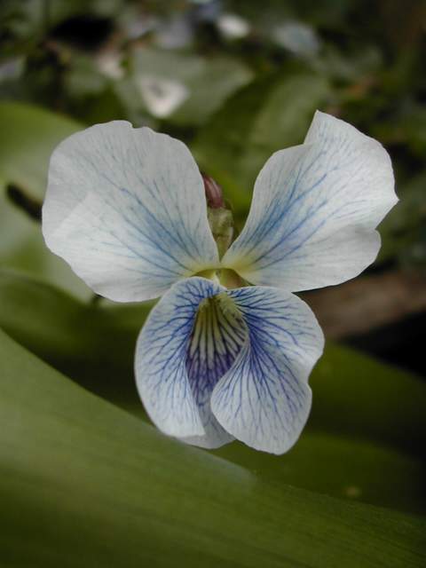2 formes de Viola sororia Dscn6118