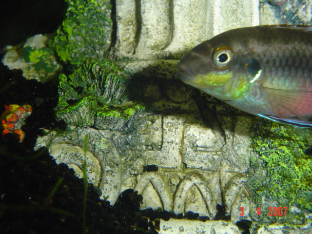 Pelvicachromis Pulsher Dsc01311