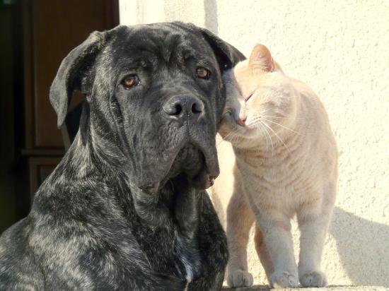 Cane Corso 82234610