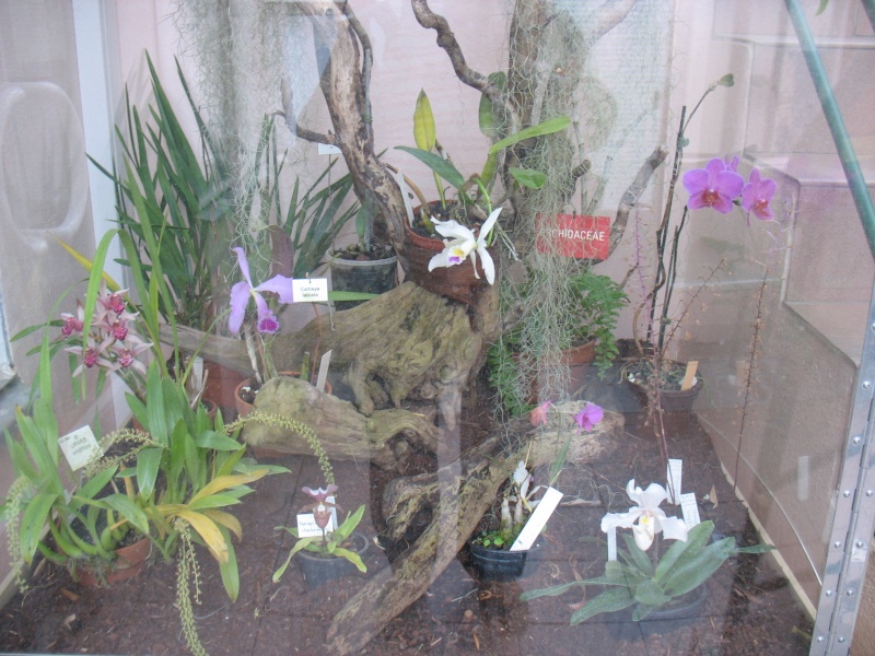 orchidées en vitrine au Jardin Bota. Jardin10