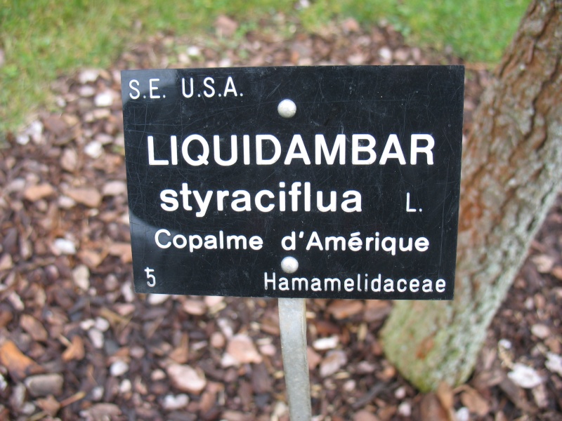 Le Liquidambar au Jardin Bota. Jardin18