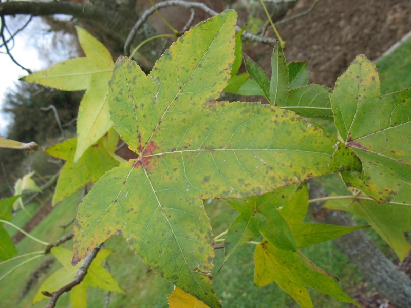 Le Liquidambar au Jardin Bota. Jardin20