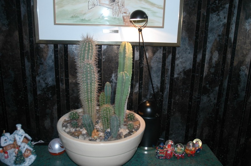 Notre virée au Cactus Fleuri Potee_11