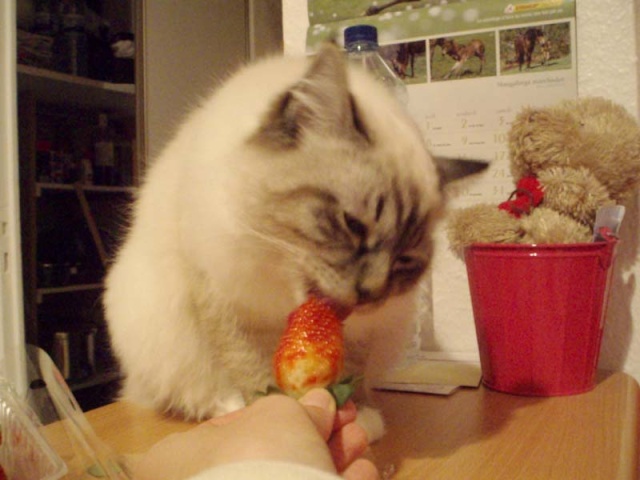 Une petite fraise??? P3200011