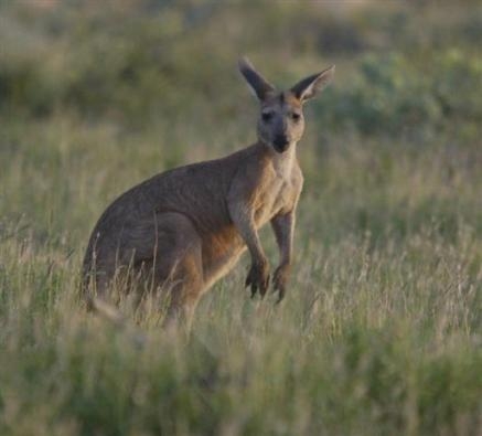 australie:les "pets ecologiques"des kangourous 14374210